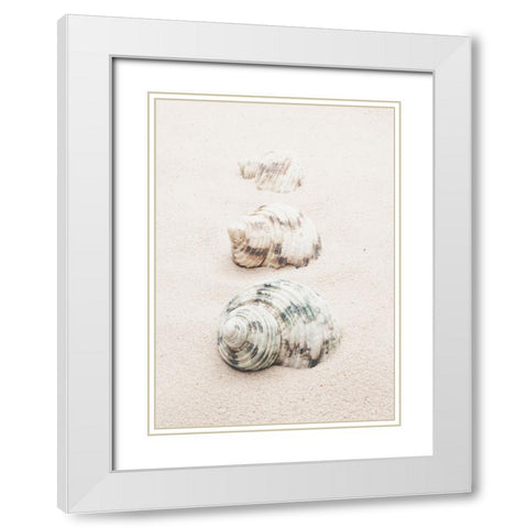 Studio III - Shells  White Modern Wood Framed Art Print with Double Matting by Studio III