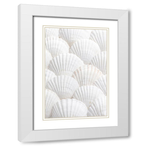 Studio III - Shells III  White Modern Wood Framed Art Print with Double Matting by Studio III
