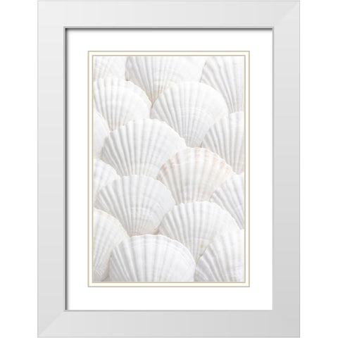 Studio III - Shells III  White Modern Wood Framed Art Print with Double Matting by Studio III