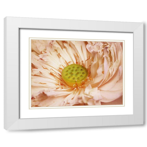 Peaches and Cream White Modern Wood Framed Art Print with Double Matting by PI Studio