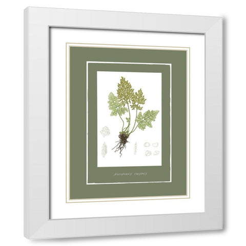 Green Botanics III White Modern Wood Framed Art Print with Double Matting by PI Studio