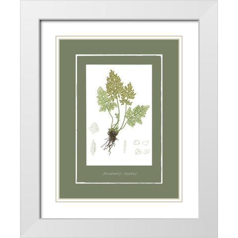 Green Botanics III White Modern Wood Framed Art Print with Double Matting by PI Studio