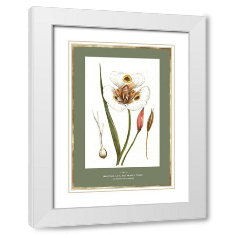 Green Botanics IV White Modern Wood Framed Art Print with Double Matting by PI Studio