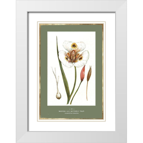 Green Botanics IV White Modern Wood Framed Art Print with Double Matting by PI Studio