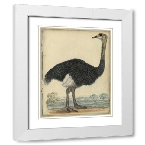 The Ostrich  White Modern Wood Framed Art Print with Double Matting by PI Collection