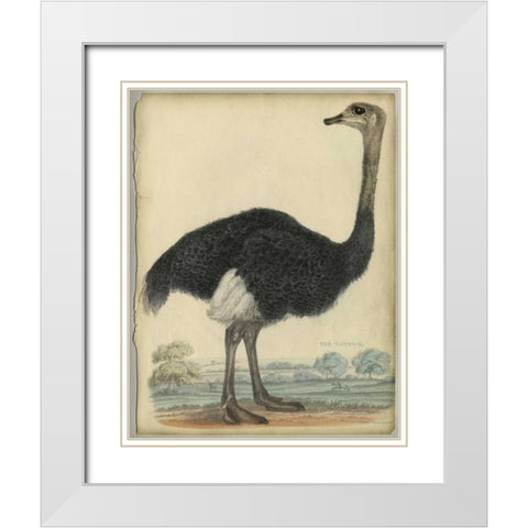 The Ostrich  White Modern Wood Framed Art Print with Double Matting by PI Collection
