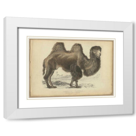 Camel Dromedary White Modern Wood Framed Art Print with Double Matting by PI Collection