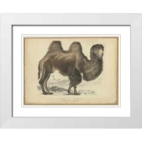 Camel Dromedary White Modern Wood Framed Art Print with Double Matting by PI Collection