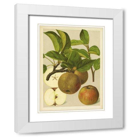 Russet Apples I White Modern Wood Framed Art Print with Double Matting by PI Collection