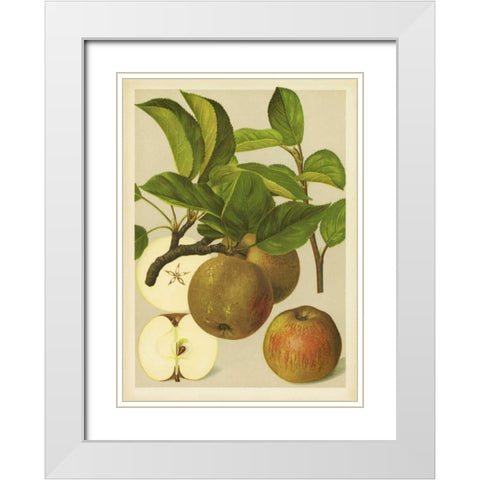 Russet Apples I White Modern Wood Framed Art Print with Double Matting by PI Collection