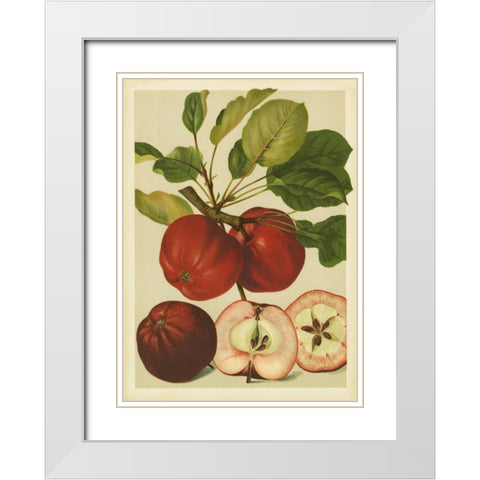 Red Veli Apples II White Modern Wood Framed Art Print with Double Matting by PI Collection