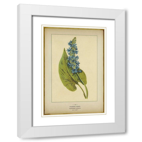 Pickerel Weed White Modern Wood Framed Art Print with Double Matting by PI Collection
