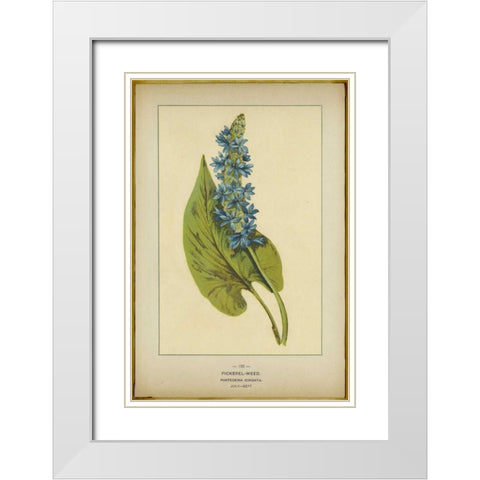 Pickerel Weed White Modern Wood Framed Art Print with Double Matting by PI Collection