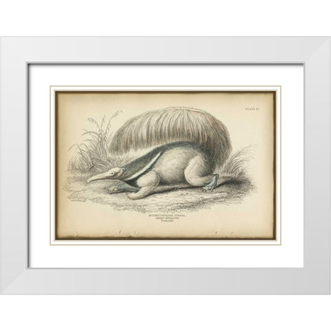 Great Anteater White Modern Wood Framed Art Print with Double Matting by PI Collection