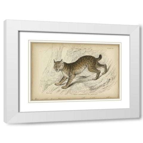 Felis Canadenis Lynx  White Modern Wood Framed Art Print with Double Matting by PI Collection
