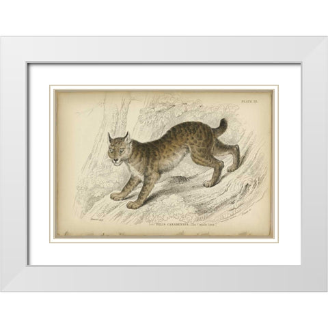 Felis Canadenis Lynx  White Modern Wood Framed Art Print with Double Matting by PI Collection