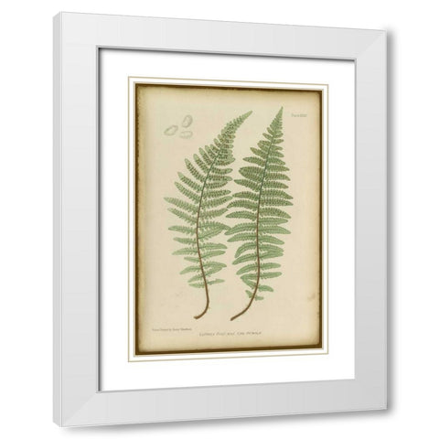 Lastrea Felix White Modern Wood Framed Art Print with Double Matting by PI Collection