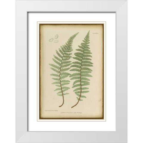 Lastrea Felix White Modern Wood Framed Art Print with Double Matting by PI Collection