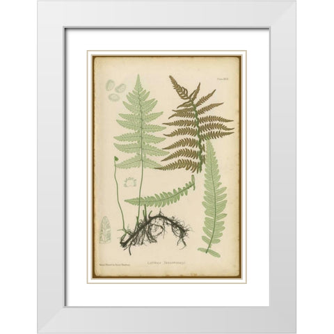 Lastrea Thelypteris White Modern Wood Framed Art Print with Double Matting by PI Collection
