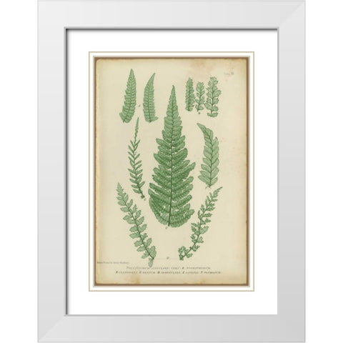 Polystichum White Modern Wood Framed Art Print with Double Matting by PI Collection