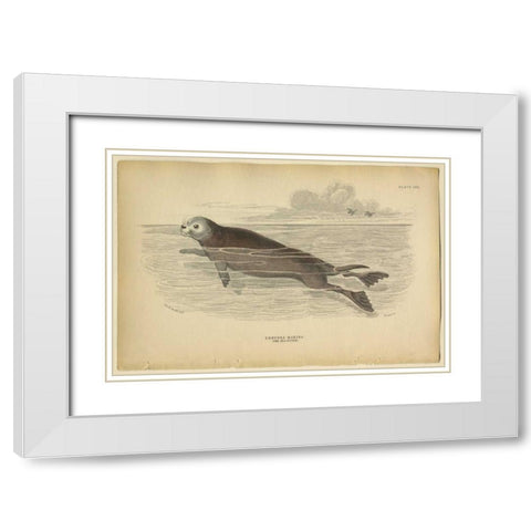 Sea Otter White Modern Wood Framed Art Print with Double Matting by PI Collection