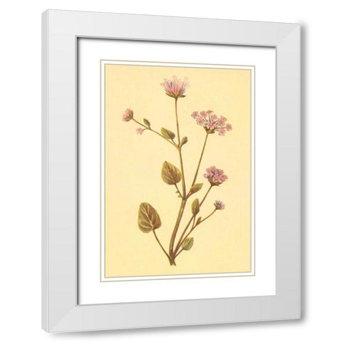 Abronia Turbinata White Modern Wood Framed Art Print with Double Matting by PI Collection
