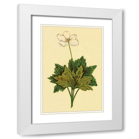 Anemone White Modern Wood Framed Art Print with Double Matting by PI Collection