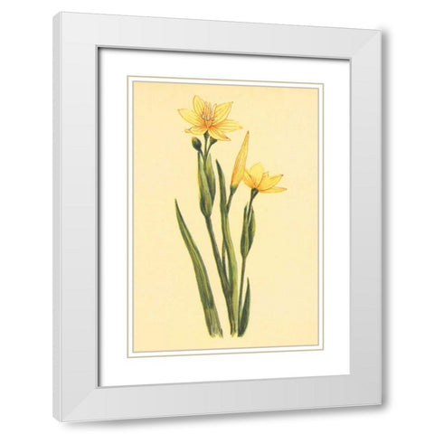 Arizona Sisrinchium  White Modern Wood Framed Art Print with Double Matting by PI Collection