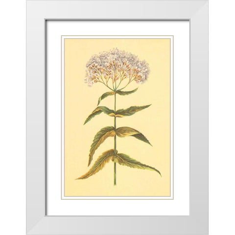 Boneset and Ague Weed White Modern Wood Framed Art Print with Double Matting by PI Collection