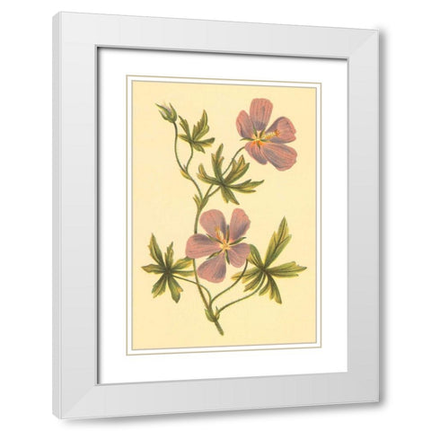 Callirrhoe White Modern Wood Framed Art Print with Double Matting by PI Collection