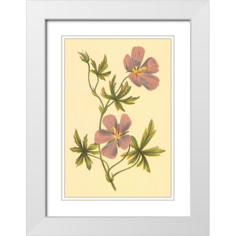 Callirrhoe White Modern Wood Framed Art Print with Double Matting by PI Collection
