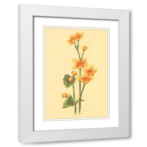 Calthra Palustris  White Modern Wood Framed Art Print with Double Matting by PI Collection