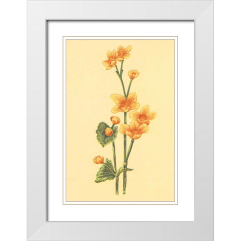 Calthra Palustris  White Modern Wood Framed Art Print with Double Matting by PI Collection