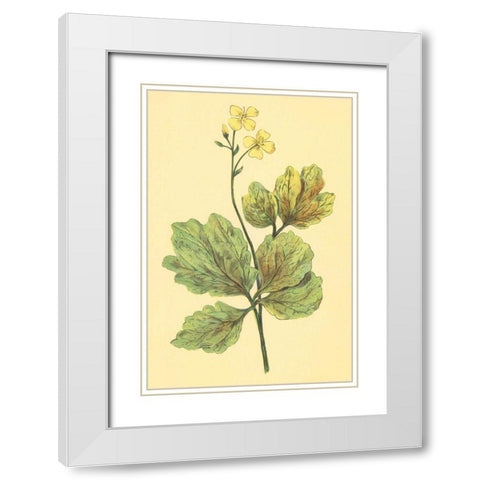 Chelidonium Majus White Modern Wood Framed Art Print with Double Matting by PI Collection