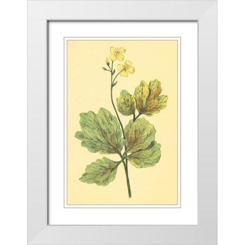 Chelidonium Majus White Modern Wood Framed Art Print with Double Matting by PI Collection