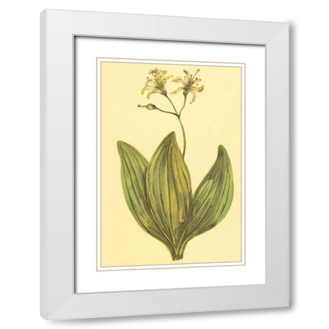 Clintonia White Modern Wood Framed Art Print with Double Matting by PI Collection