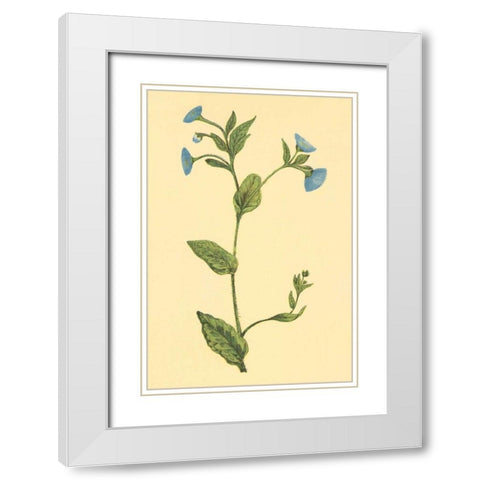 Common Fleabean White Modern Wood Framed Art Print with Double Matting by PI Collection