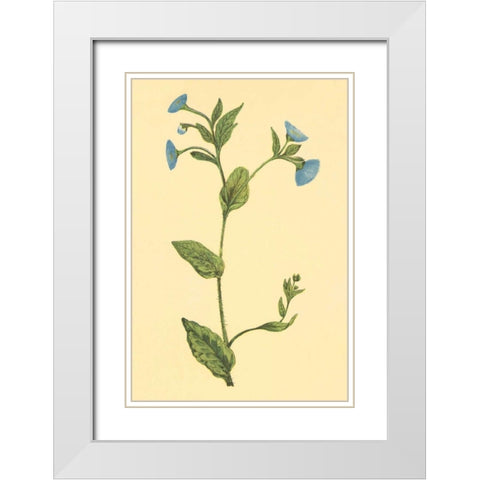 Common Fleabean White Modern Wood Framed Art Print with Double Matting by PI Collection