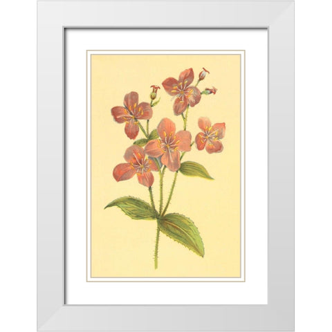 Deer Grass and Meadow Beauty White Modern Wood Framed Art Print with Double Matting by PI Collection