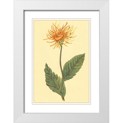 Ellecampane White Modern Wood Framed Art Print with Double Matting by PI Collection