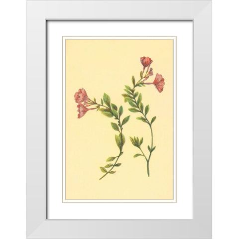 Epilobium Rigidum White Modern Wood Framed Art Print with Double Matting by PI Collection