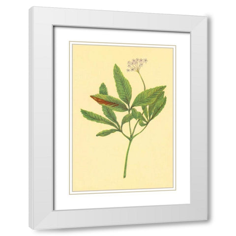 Five Leaved Ginseng White Modern Wood Framed Art Print with Double Matting by PI Collection