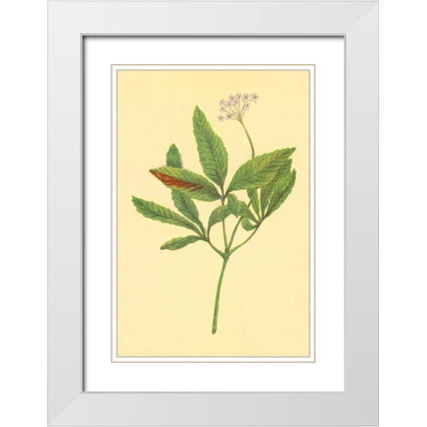 Five Leaved Ginseng White Modern Wood Framed Art Print with Double Matting by PI Collection