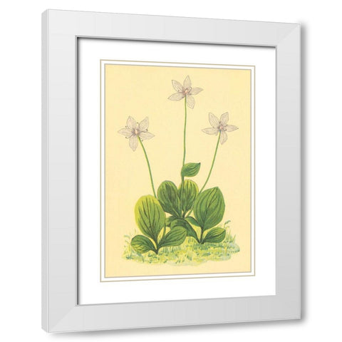Grass of Parnassus White Modern Wood Framed Art Print with Double Matting by PI Collection