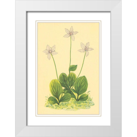 Grass of Parnassus White Modern Wood Framed Art Print with Double Matting by PI Collection