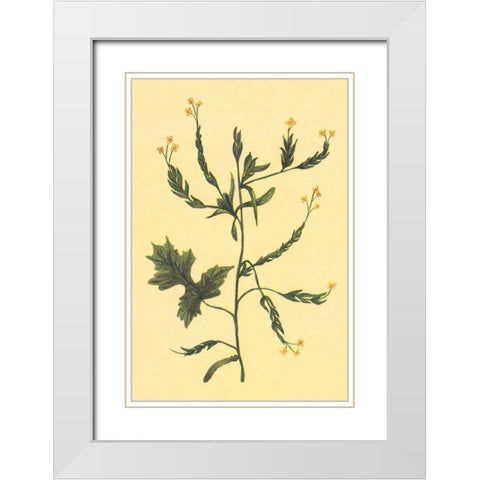 Hedge Mustard White Modern Wood Framed Art Print with Double Matting by PI Collection