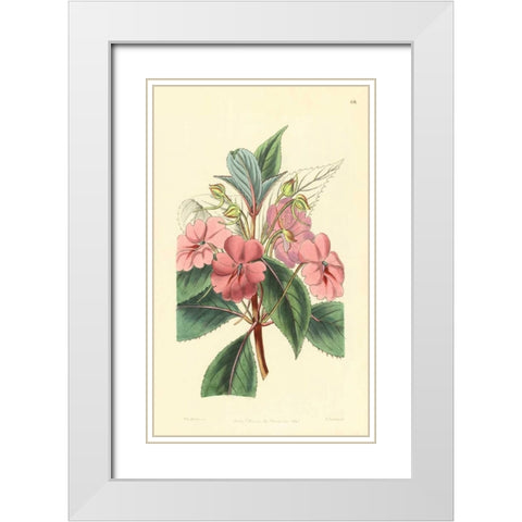 Impatiens Platypetala White Modern Wood Framed Art Print with Double Matting by PI Collection