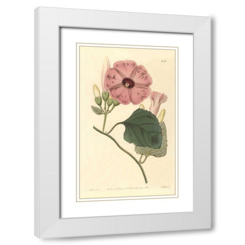 Ipomea Jalapa White Modern Wood Framed Art Print with Double Matting by PI Collection