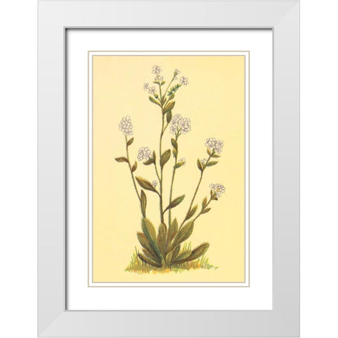 Kings Eritrichium White Modern Wood Framed Art Print with Double Matting by PI Collection