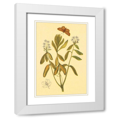 Labrador Tea White Modern Wood Framed Art Print with Double Matting by PI Collection